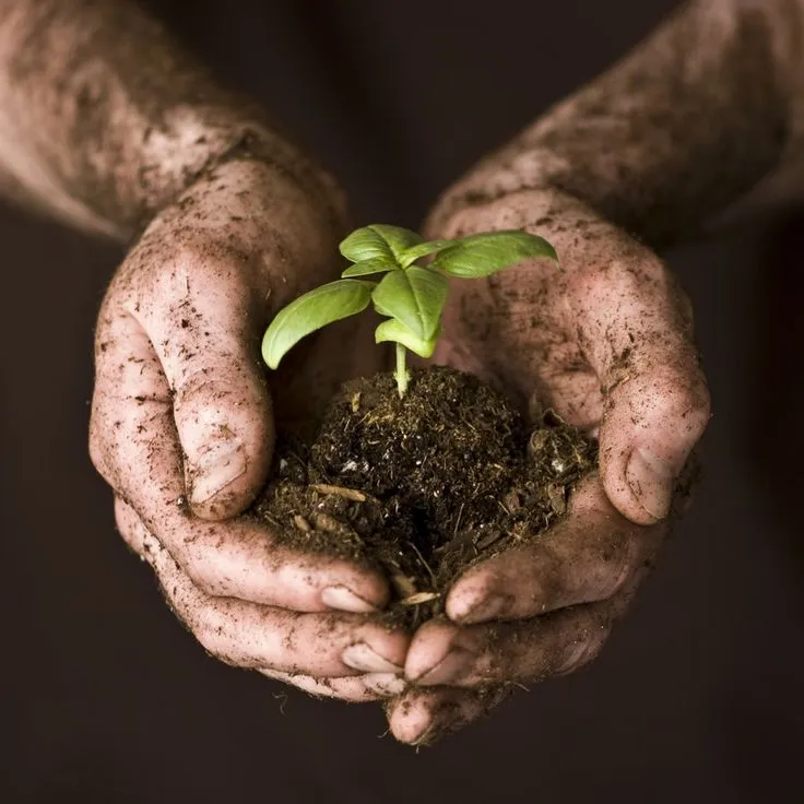 Soil-covered hands cradling a young green seedling
